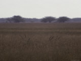 The Horns of Resting Blackbuck Antelope Appear in Tall Grasses Photographic Print by Jason Edwards