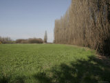 Tall Trees in a Field, Bologna, Italy Photographie par Gina Martin