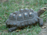 Tortoise at the Lincoln Children's Zoo, Nebraska Photographic Print by Joel Sartore