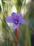 Short Purple Flag, Patersonia Fragilis, Emerges into a Sun Ray, Yellingbo Nature Reserve, Australia Photographie par Jason Edwards