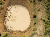 Shallow Isolated Waterhole with Cows, Tanga Province, Tanzania Stampa fotografica di Michael Fay Shallow Isolated Waterhole with Cows, Tanga Province, Tanzania Stampa fotografica di Michael Fay