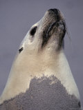 Sea Lion, Seal Bay Kangaroo Island, South Australia Photographic Print by Jason Edwards