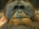Sumatran Orangutan at the Sedgwick County Zoo, Kansas Photographic Print by Joel Sartore