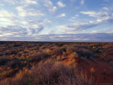 Vast Sky and Spinifex Grass Desert Habitat at Sunset, Australia Photographie par Jason Edwards