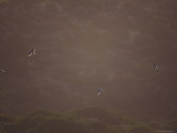 Silver Gulls in Flight Past Sand Dunes with Backlit Wings at Sunset, Australia Photographie par Jason Edwards