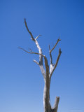 The Silhouette of a Dead Tree Stag against a Clear Blue Sky, Australia Photographie par Jason Edwards