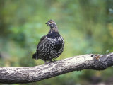 Spruce Grouse Perched on a Branch, Alaska Photographie par Rich Reid