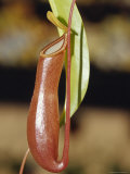 The Tropical Pitcher Plant Nepenthes Alarta Carnivorous Insect Feeder, Australia Photographic Print by Jason Edwards