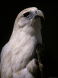 The Head and Powerful Beak of the Majestic Brahminy Kite, Australia Photographie par Jason Edwards