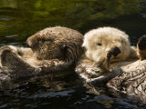 Tim Laman - Two Captive Sea Otters Floating Back to Back Fotografická reprodukce Tim Laman - Two Captive Sea Otters Floating Back to Back Fotografická reprodukce