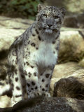 The Appraising Stare of a Majestic Snow Leopard, Alpine Predator, Melbourne Zoo, Australia Photographie par Jason Edwards