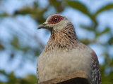 Speckled Pigeon at the Riverside Zoo in Scottsbluff Photographie par Joel Sartore