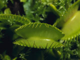 The Sawtooth Venus Flytrap, Faucaria Family, A Carnivorous Plant, Australia Photographie par Jason Edwards