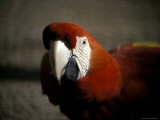 The Bright Red Feathers of Scarlet Macaw, Melbourne Zoo, Australia Photographie par Jason Edwards