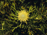 The Bright Yellow Flowers of Drumsticks, Isopogon Anenonifolius, Australia Photographie par Jason Edwards