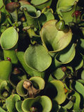 The Rare Carnivorous Sun Pitcher Plant, Heliamphora Heterodoxa, Australia Photographie par Jason Edwards