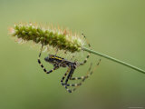 Silver Orb Banded Argiopi Spider at Found at Spring Creek Prairie Photographic Print by Joel Sartore