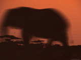 The Silhouette of an African Elephant at a Waterhole at after Sunset Photographie par Jason Edwards