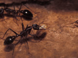 Worker Bull Dog Ant Carries a Larva to Another Part of the Nest, Australia Photographic Print by Jason Edwards
