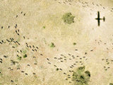 Wildebeest Disperse over the Serengeti as the Plane Flys Over, Tanzania Photographie par Michael Fay