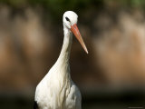 White Stork at the Sedgwick County Zoo, Kansas Photographie par Joel Sartore