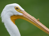 White Pelican at the Sunset Zoo, Kansas Photographic Print by Joel Sartore
