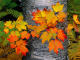 Sugar Maple Leaves Set against the Trunk of a Yellow Birch Tree Photographie par John Eastcott & Yva Momatiuk