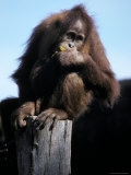 Young Orangutan Perched on a Stump Contentedly Eating a Banana, Melbourne Zoo, Australia Photographic Print by Jason Edwards