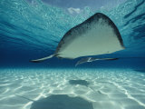 Southern Stingray Fotografie-Druck von Bill Curtsinger