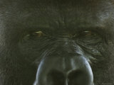 Western Lowland Gorilla from the Sedgwick County Zoo, Kansas Photographie par Joel Sartore