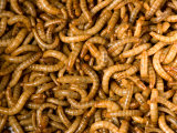Yellow Mealworms Used as Food at the Zoo, Sunset Zoo, Kansas Photographie par Joel Sartore