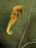 Sea Horse against Sea Fan Photographic Print by George Grall