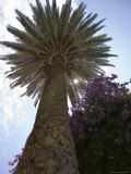 Sun Shines Through Palm Tree, Bougainevillea, Los Andes, Chile Photographie par David Evans