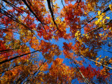 Upward View of a Grove of Sugar Maple Trees Fotoprint van John Eastcott & Yva Momatiuk