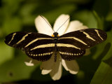Zebra-Winged Butterfly at the Lincoln Children's Zoo, Nebraska Photographie par Joel Sartore
