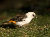White-Headed Buffalo Weaver Photographie par Joel Sartore