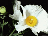 Snow-White Matilija Poppy with a Fluffy Golden Center, Berkeley, California Photographie par Sylvia Sharnoff