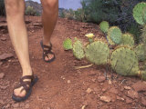 Woman Hiking Past a Prickly Pear Cactus, Wearing Sandles Photographic Print by Rich Reid