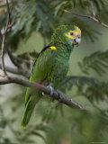 Yellow-Shouldered Amazon, Sedgwick County Zoo, Kansas Photographie par Joel Sartore