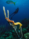 Underwater View of a Diver, Sea Horses, Tropical Fish, and Coral Photographie par George Grall