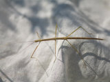 Walking Stick Found at Spring Creek Prairie Photographie par Joel Sartore