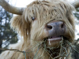 Scottish Highland Bull Photographie par Tim Laman