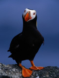 Tufted Puffin, Photographed During Breeding Season, Alaska Photographic Print by John Eastcott & Yva Momatiuk