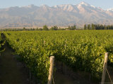 Vineyards in the Mendoza Valley with the Andes in the Background Photographic Print by Michael S. Lewis