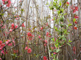 Springtime Buds and Blooms Among the Weeds on the Chesapeake Bay Photographie par David Evans