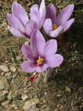 Three Lovely Saffron Crocus Blossoms Spring from the Earth, California Photographie par Sylvia Sharnoff