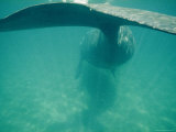 Southern Right Whale Photographic Print by Bill Curtsinger