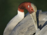 Sarus Crane at the International Crane Foundation, Baraboo, Wisconsin Photographic Print by Joel Sartore
