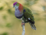 Superb Fruit Dove Rests on a Branch Photographic Print by George Grall