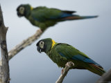 Yellow-Collared Macaws at the Sedgwick County Zoo, Kansas Photographic Print by Joel Sartore